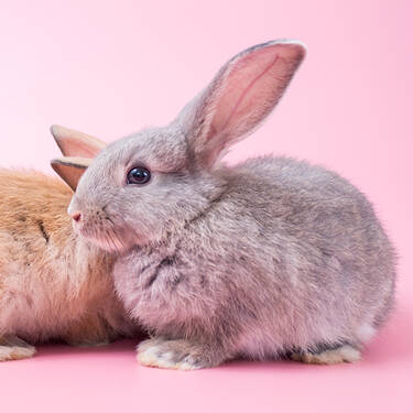 animals not in lab