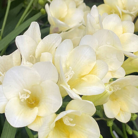 NYX Professional Makeup Fat Oil Hand and Body lotion ingredient middle notes for Suga Baddie scent are white freesia flowers and vanilla orchid symbolizing middle notes of vanilla cookie, fluffy freesia, and vanilla orchid.