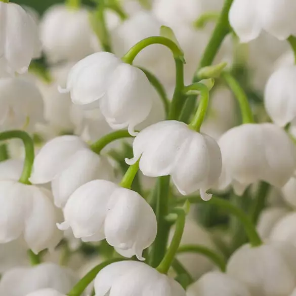 NYX Professional Makeup Juicy Boo Hair & Body Fragrance Mist scent middle notes are of white lilies of the valley flowers symbolizing middle notes of petit grain, lily of the valley, and fresh juniper.