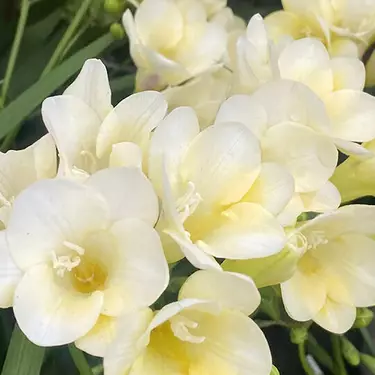 Suga Baddie scent middle notes are white freesia flowers and vanilla orchid, symbolizing middle notes of vanilla cookie, fluffy freesia, and vanilla orchid.